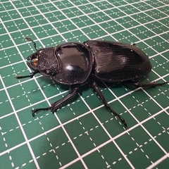 【受付終了】【B品】オオクワガタ♀（42.9mm）