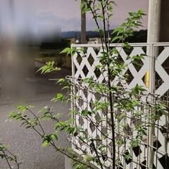 どなたか大切にしてください。