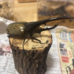 ヘラクレスオオカブトの画像
