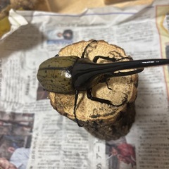 ヘラクレスオオカブト