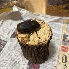 ヘラクレスオオカブトメスの画像