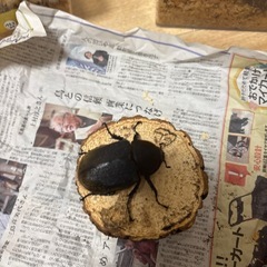 ヘラクレスオオカブトメス
