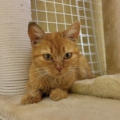 【里親さん募集しています！】茶トラ女の子約1歳です。 − 徳島県