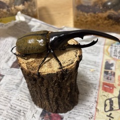 ヘラクレスオオカブト