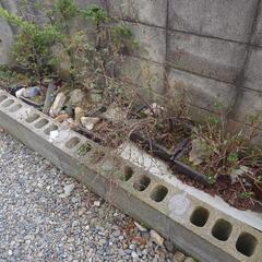 鉢植え