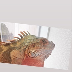 デビュア    爬虫類の画像