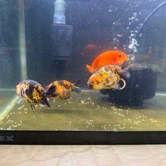 中国産江戸錦6〜7㎝
　の画像