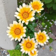 ＊★＊★彡西日 暑さに強い ガザニア 花の画像