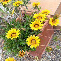 ＊★＊★彡西日 暑さに強い ガザニア 花の画像