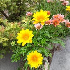 ☆彡＊★彡西日 暑さに強い ガザニア 花