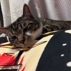 キジトラ猫 2歳の男の子の里親様募集します！