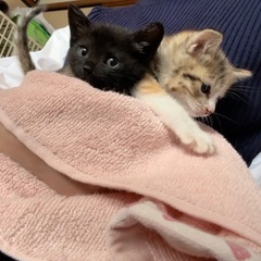 かわいい4兄妹　２匹一緒に　ずっとのお家を探してます