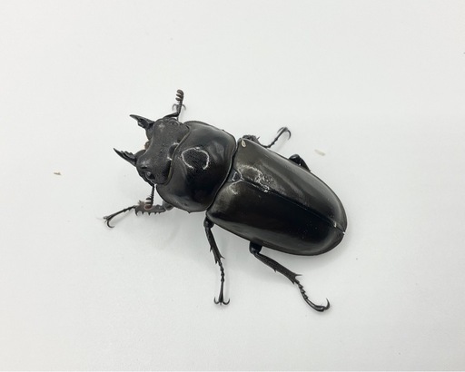 ババオウゴンオニクワガタ成虫ペア　発送可能送料500円