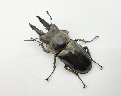 ババオウゴンオニクワガタ成虫ペア　発送可能送料500円