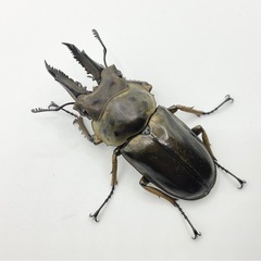 ババオウゴンオニクワガタ成虫ペア　発送可能送料500円