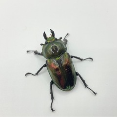 ニジイロクワガタ成虫ペア配送可能/送料500円の画像