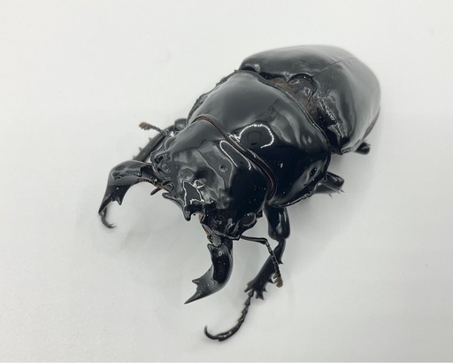 タランドゥスオオツヤクワガタ成虫ペア配送可能/送料500円