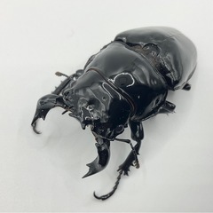 タランドゥスオオツヤクワガタ　成虫ペア配送可能/送料500円