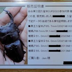 77mmペアB品　マツノ系久留米オオクワガタの画像