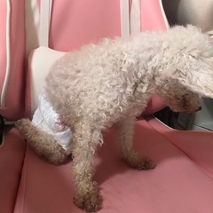 老犬で目が見えなくて足が悪いです。