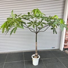 観葉植物パキラの画像