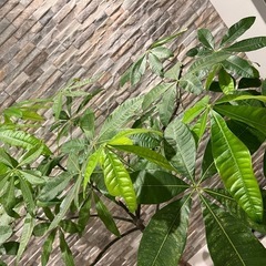 観葉植物パキラの画像