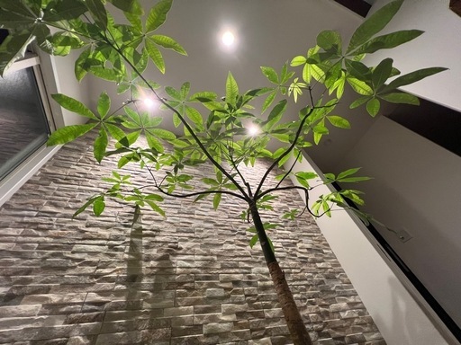 観葉植物パキラ