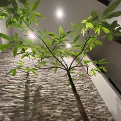 観葉植物パキラ