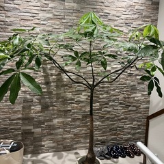観葉植物パキラの画像