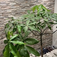 観葉植物パキラの画像