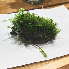 ★配送可能★　着生苔石