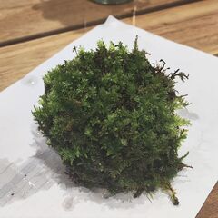 ★配送可能★　着生苔石