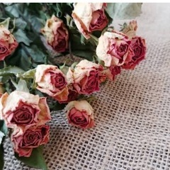 バラ　薔薇　ローズの画像