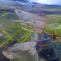 ミックスグッピー　稚魚10匹