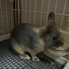 子うさぎ  ブルーオター