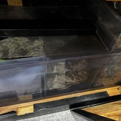 (生体つき)1500水槽セットの画像