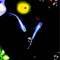 メダカ　高級メダカ　ミックスメダカ　10匹　アクアリウム　ペット　３
