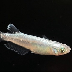 フロマージュ交配系 ペア メダカ （金閣 フロマージュ レックウザ 曜変天目 オランジェ 號 橙の画像
