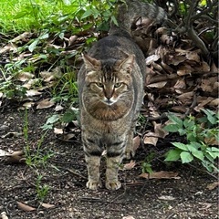 ひとりぼっちで頑張っている　かっちゃん　オス