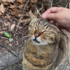 ひとりぼっちで頑張っている　かっちゃん　オス
