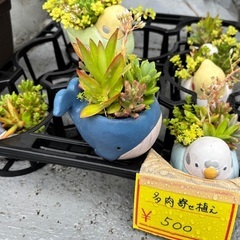多肉寄せ植え 他 5/18だけ！