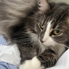 ノルウェージャンフォレストキャット　女の子