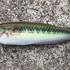 釣り一緒に！ − 香川県