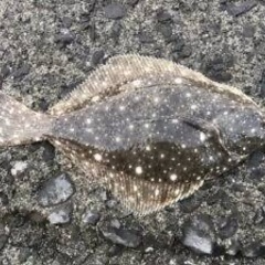釣り一緒に！ - その他