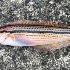 釣り一緒に！ - メンバー募集