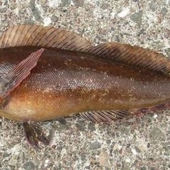 釣り一緒に！ - 高松市