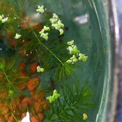 水草
