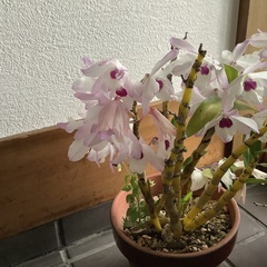 デンドロビューム　白色と交換してくださる方希望　現在花が終わった...