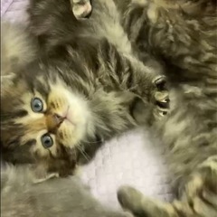 ノルウェージャンフォレストキャット　子猫　3/3生まれ　オ…