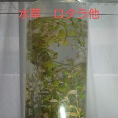 【取引中、他在庫あり】水草　ロタラ他。　アクアリウム水槽タンク。...